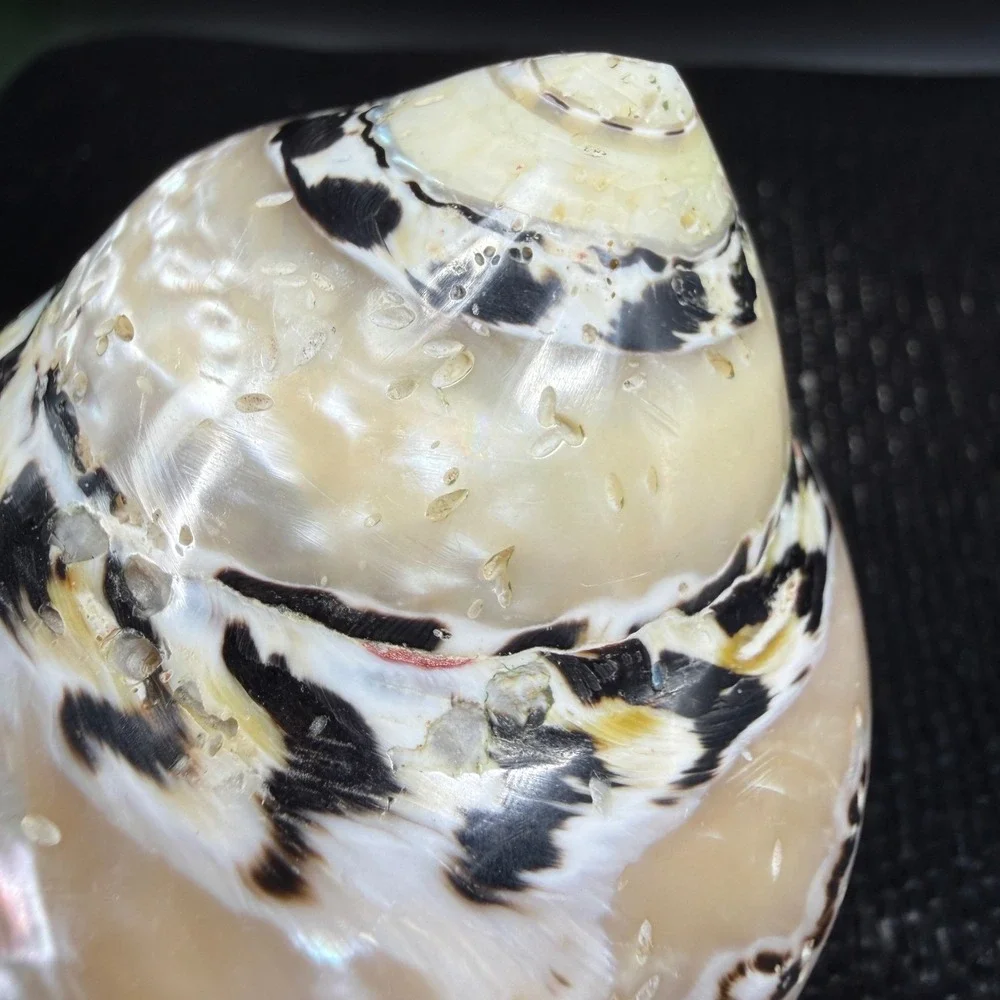 Polished Turbo Marmoratus Sea Shell Pearlescent Green Turban Mother of Pearl 3